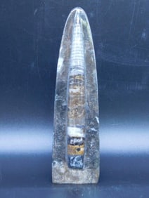 ORTHOCERAS DISPLAY ROCK STONE LAPIDARY SPECIMEN