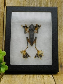 FLYING PARACHUTE FROG IN DISPLAY CASE