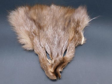COYOTE FACE PELT TAXIDERMY VINTAGE ANTIQUE