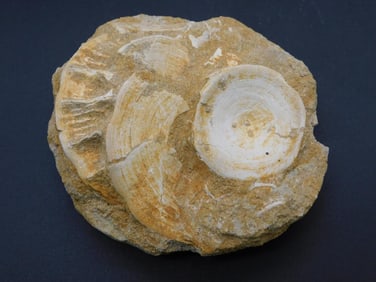 ENCHODUS FOSSIL ROCK STONE LAPIDARY SPECIMEN