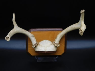 ANTLER DISPLAY TAXIDERMY VINTAGE ANTIQUE