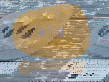 MOSASAUR TEETH IN DISPLAY ROCK STONE LAPIDARY SPECIMEN