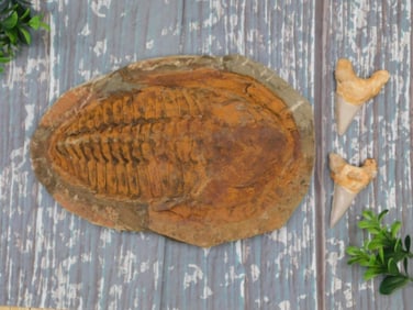 GIANT TRILOBITE ROCK STONE LAPIDARY SPECIMEN