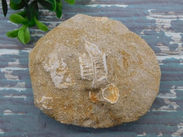 ENCHODUS FOSSIL ROCK STONE LAPIDARY SPECIMEN