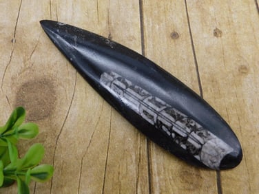 ORTHOCERAS ROCK STONE LAPIDARY SPECIMEN