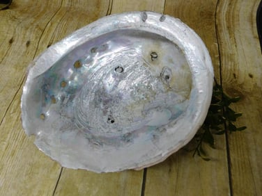 ABALONE SHELL