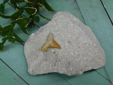 SHARK TOOTH IN MATRIX ROCK STONE LAPIDARY SPECIMEN