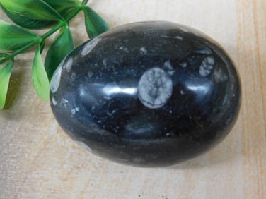 ORTHOCERAS EGG ROCK STONE LAPIDARY SPECIMEN