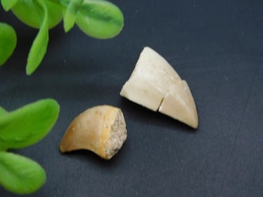 MOSASAUR TOOTH ROCK STONE LAPIDARY SPECIMEN
