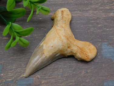 SHARK TOOTH ROCK STONE LAPIDARY SPECIMEN