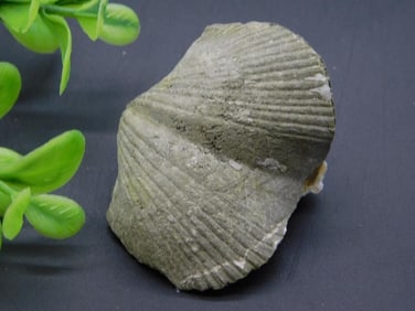 BRACHIOPOD ROCK STONE LAPIDARY SPECIMEN