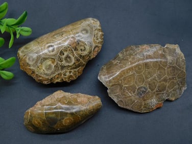 PETOSKEY FOSSILIZED CORAL ROCK STONE LAPIDARY SPECIMEN