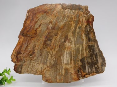 PETRIFIED WOOD SLAB ROCK STONE LAPIDARY SPECIMEN