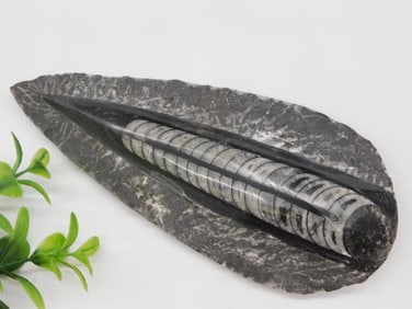 ORTHOCERAS ROCK STONE LAPIDARY SPECIMEN