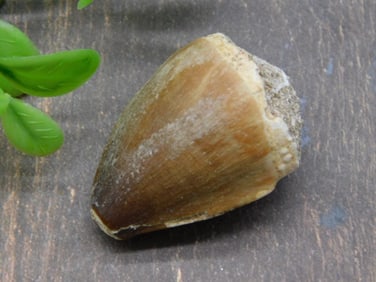 MOSASAUR TOOTH ROCK STONE LAPIDARY SPECIMEN
