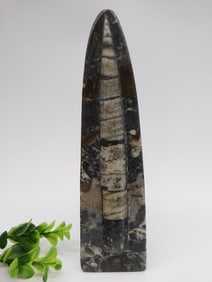 ORTHOCERAS DISPLAY ROCK STONE LAPIDARY SPECIMEN