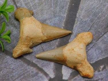 SHARK TEETH ROCK STONE LAPIDARY SPECIMEN