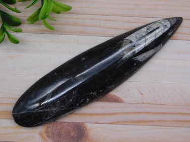 ORTHOCERAS ROCK STONE LAPIDARY SPECIMEN