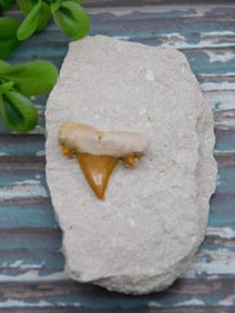 SHARK TOOTH IN MATRIX ROCK STONE LAPIDARY SPECIMEN