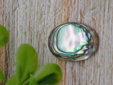 ABALONE CABOCHON ROCK STONE LAPIDARY SPECIMEN