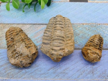 TRILOBITE ROCK STONE LAPIDARY SPECIMEN