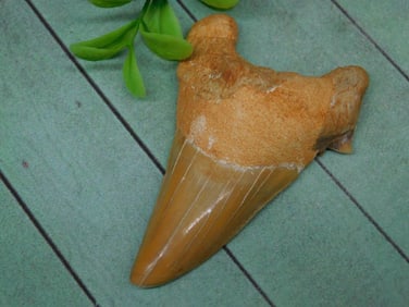 SHARK TOOTH ROCK STONE LAPIDARY SPECIMEN