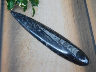 ORTHOCERAS ROCK STONE LAPIDARY SPECIMEN