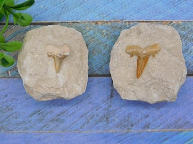 SHARK TEETH IN MATRIX ROCK STONE LAPIDARY SPECIMEN