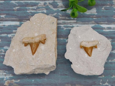 SHARK TEETH IN MATRIX ROCK STONE LAPIDARY SPECIMEN