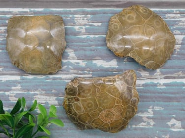 PETOSKEY FOSSILIZED CORAL ROCK STONE LAPIDARY SPECIMEN