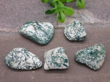 TREE AGATE ROCK STONE LAPIDARY SPECIMEN