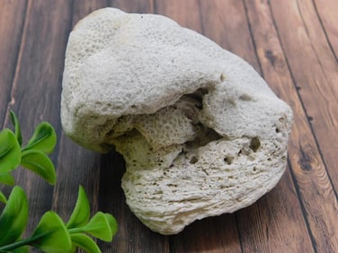 FOSSILIZED CORAL ROCK STONE LAPIDARY SPECIMEN