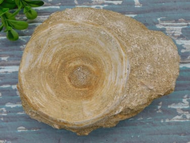 ENCHODUS FOSSIL ROCK STONE LAPIDARY SPECIMEN