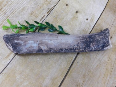 PETRIFIED WOOD ROCK STONE LAPIDARY SPECIMEN