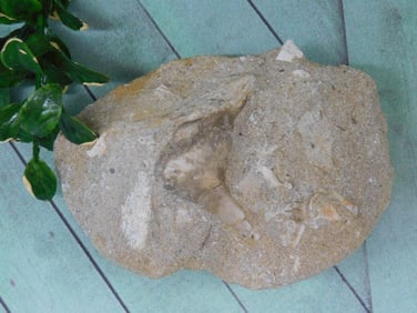 FOSSIL IN MATRIX ROCK STONE LAPIDARY SPECIMEN