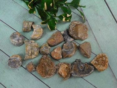 ORTHOCERAS FOSSIL IN PIECES ROCK STONE LAPIDARY SPECIMEN