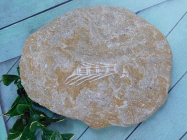 ENCHODUS FOSSIL ROCK STONE LAPIDARY SPECIMEN