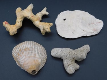 MIXED SHELL AND FOSSIL LOT ROCK STONE LAPIDARY SPECIMEN