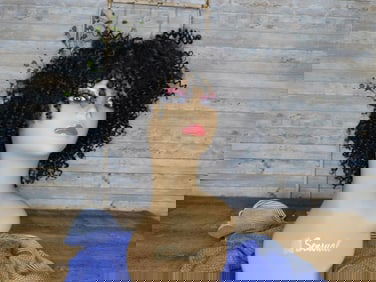 WIG with MANNEQUIN HEAD DISPLAY SENSUAL 367