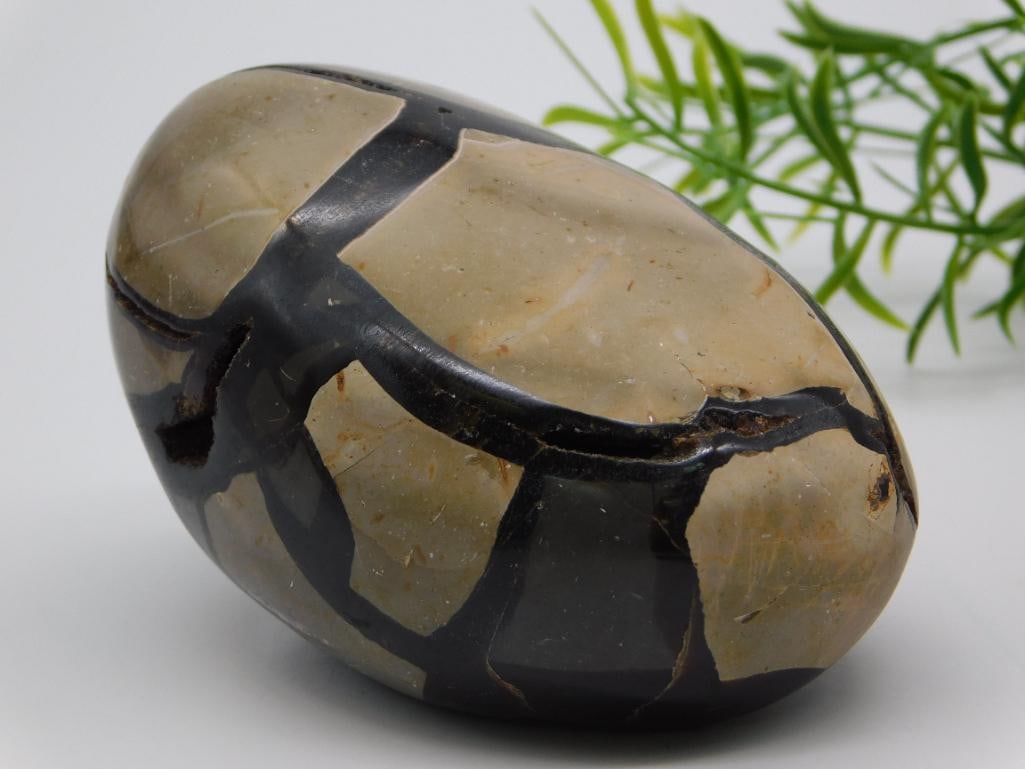 SEPTARIAN DRAGON EGG ROCK STONE LAPIDARY SPECIMEN (1 of 2)