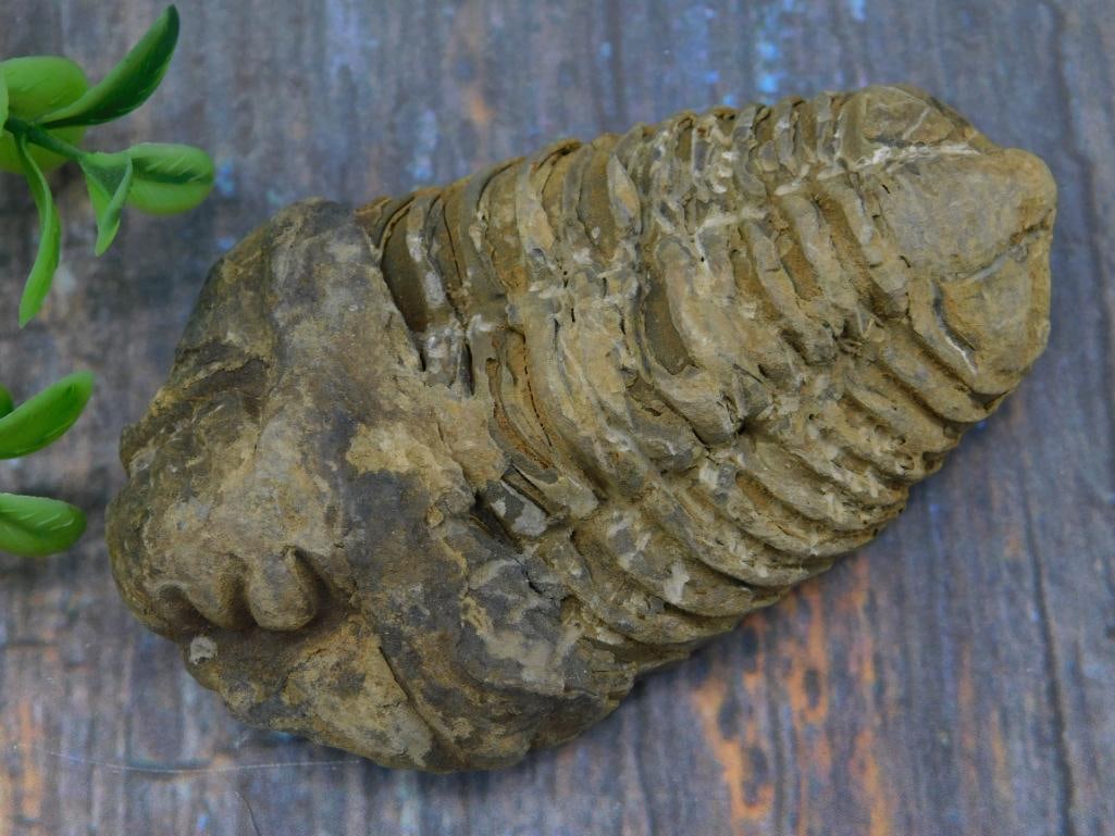TRILOBITE FOSSIL ROCK STONE LAPIDARY SPECIMEN: TRILOBITE FOSSIL ROCK STONE LAPIDARY SPECIMEN