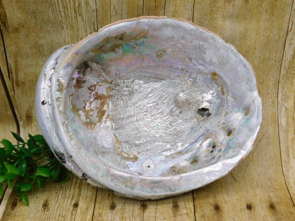 ABALONE SHELL: ABALONE SHELL