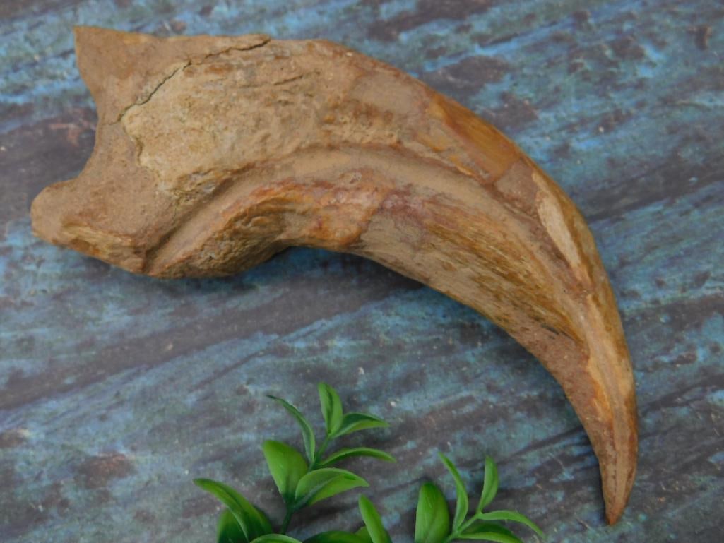 SPINOSAURUS CLAW ROCK STONE LAPIDARY SPECIMEN (1 of 3)