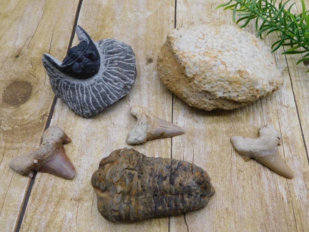 MIXED FOSSIL LOT ROCK STONE LAPIDARY SPECIMEN: MIXED FOSSIL LOT ROCK STONE LAPIDARY SPECIMEN