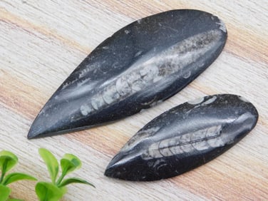 ORTHOCERAS ROCK STONE LAPIDARY SPECIMEN