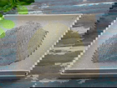 BRACHIOPOD ROCK STONE LAPIDARY SPECIMEN