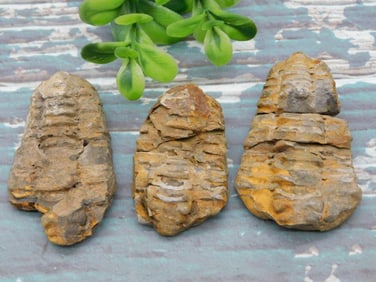 TRILOBITE ROCK STONE LAPIDARY SPECIMEN