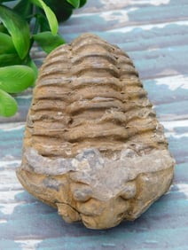 TRILOBITE ROCK STONE LAPIDARY SPECIMEN