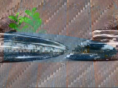 ORTHOCERAS DISPLAY ROCK STONE LAPIDARY SPECIMEN