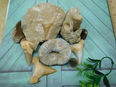 MIXED FOSSIL LOT ROCK STONE LAPIDARY SPECIMEN